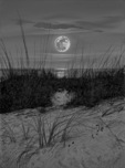 Phillip Anthony Art Phillip Anthony Art Summer Winds (AP) (Gallery Wrapped)